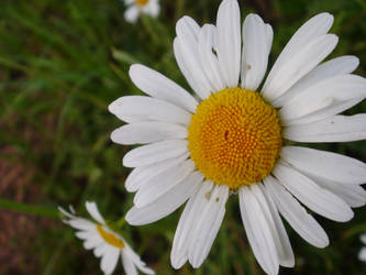 Marguerite