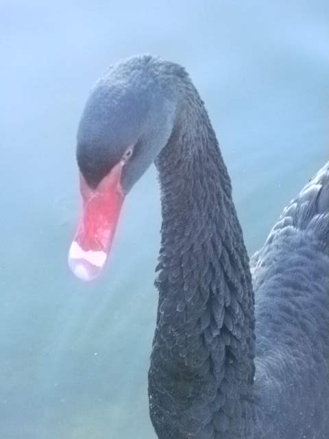 The original Black Swan.