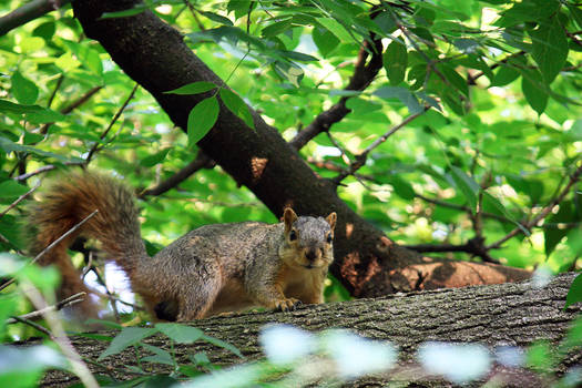 Happy Squirrel