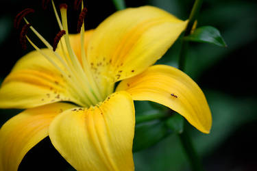 Yellow Flower and Guest