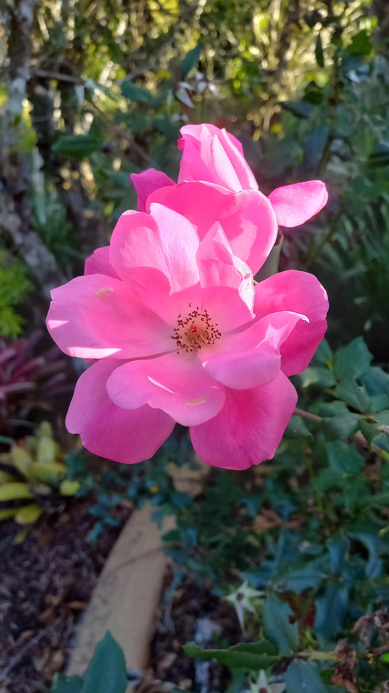 Pink Roses Creations Pink rose flowers. by creative-314 on DeviantArt
