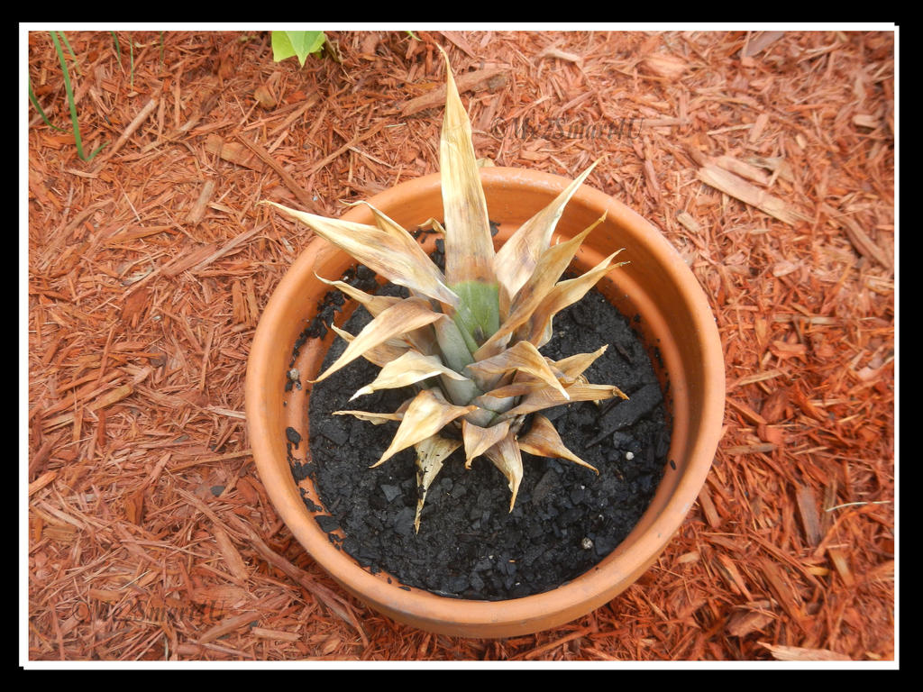 Potted Pineapple Plant