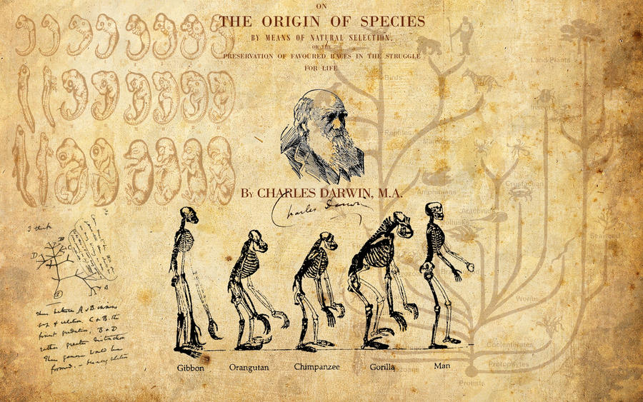 Image result for darwin wallpaper
