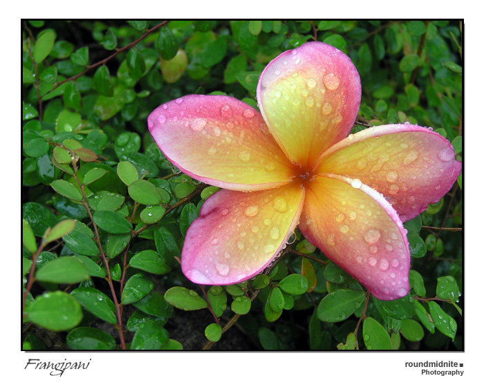 Frangipani