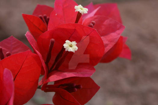 Flor sobre flor