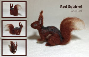 Red Squirrel