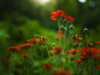 Green and red by Snowfall-lullaby