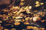 golden fall by Snowfall-lullaby