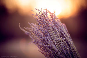 Lavender by Snowfall-lullaby