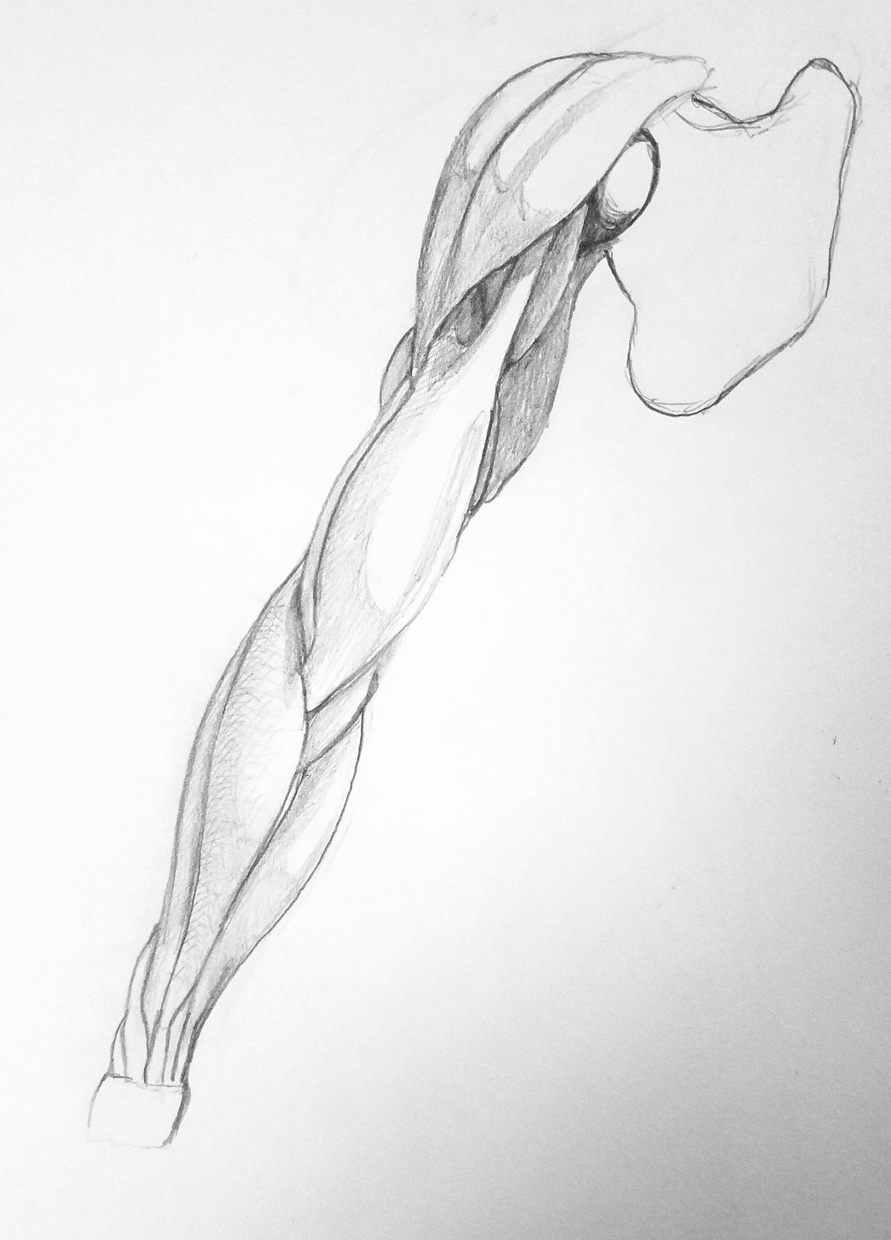 Arm anatomy reference4 by eye2mind2paper on DeviantArt