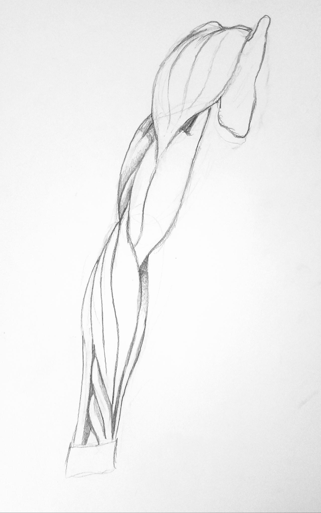 Arm anatomy reference5 by eye2mind2paper on DeviantArt