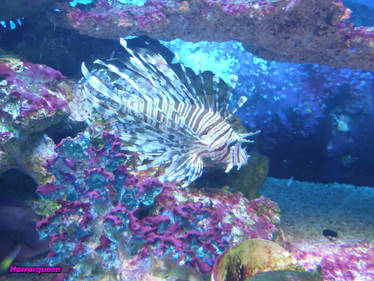 Explore the Best Firefish Art | DeviantArt