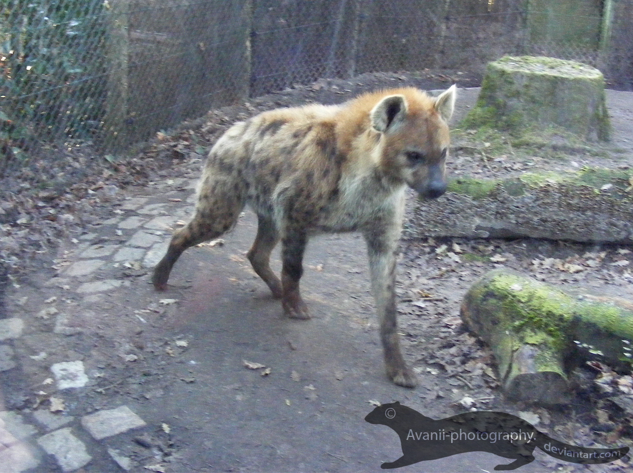 Spotted Hyena