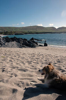 Dog on the beach