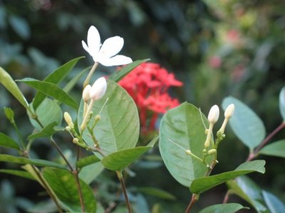 white flower