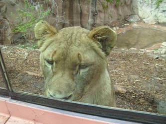 The lioness sees you