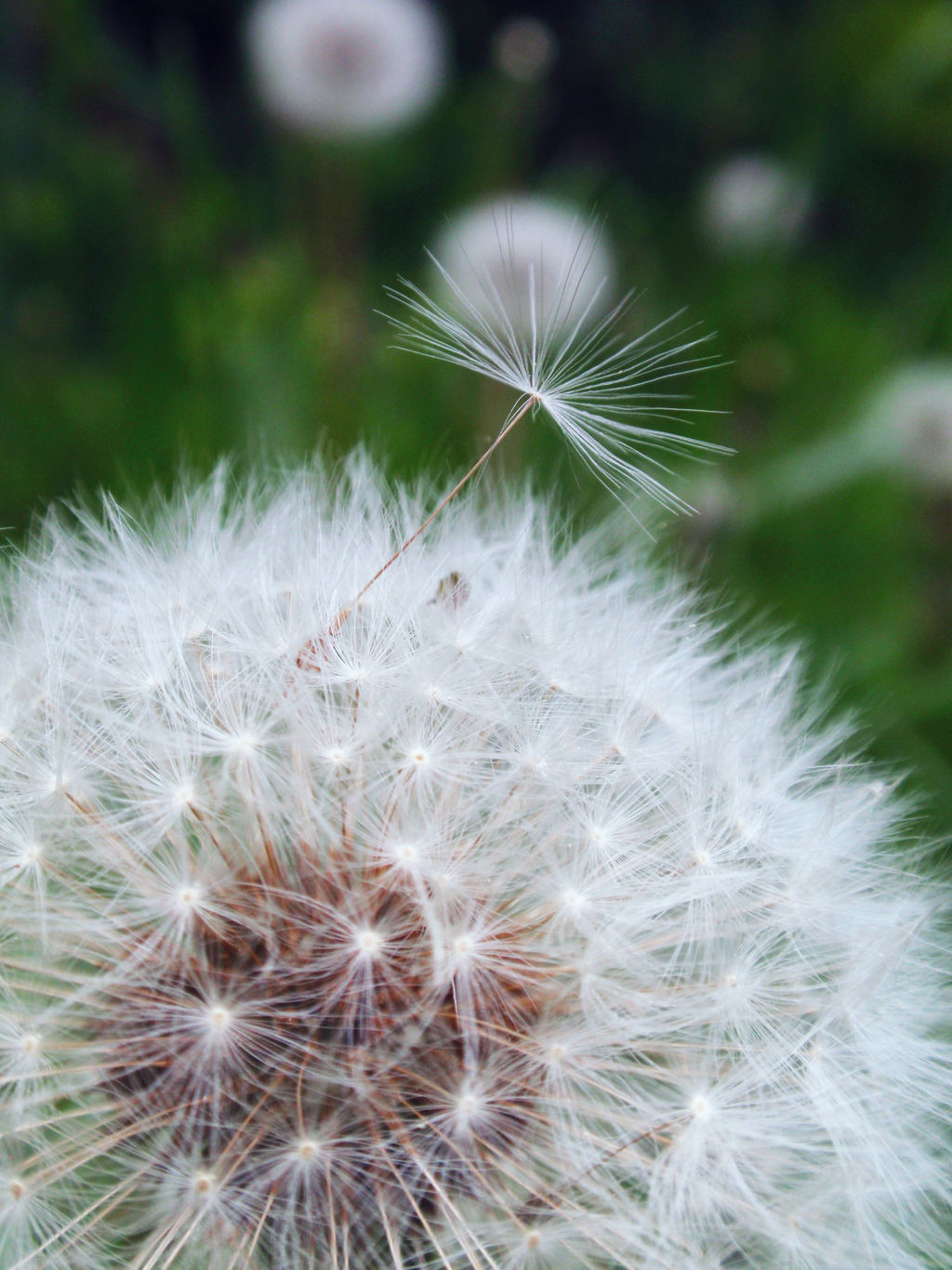 Dandelion