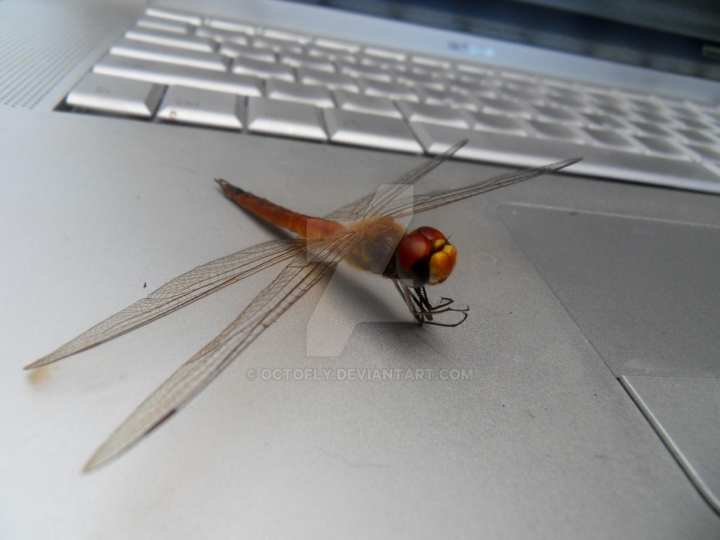Computer Bug Oc Computer Bug by octofly on DeviantArt