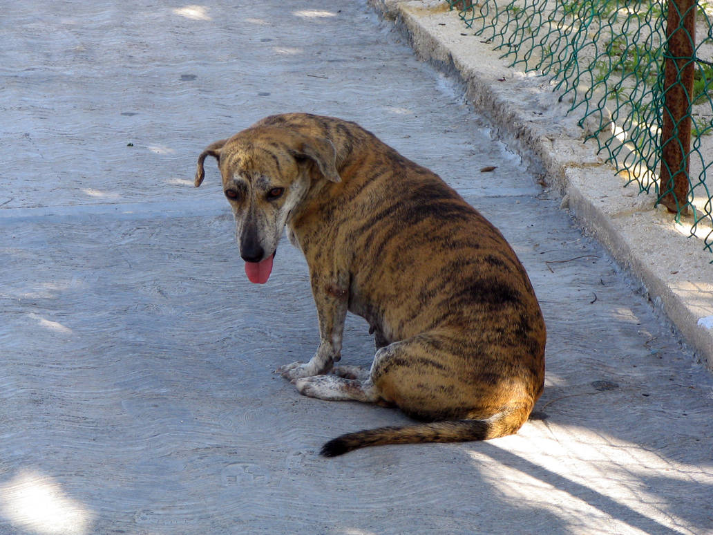 Mexican Mut mexican mutt by strwbryflds on DeviantArt