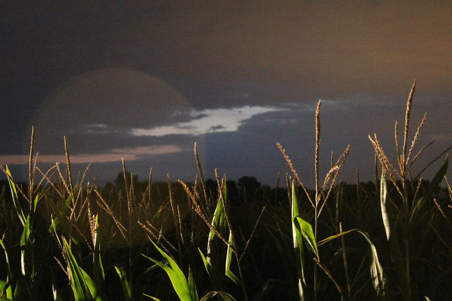 Corn Fed Deviantart Corn by shopangle on DeviantArt