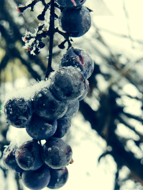 frozen grapes