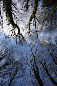 Treetops in the spring