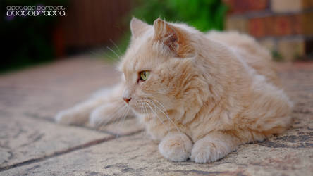 Cute Driveway Cat