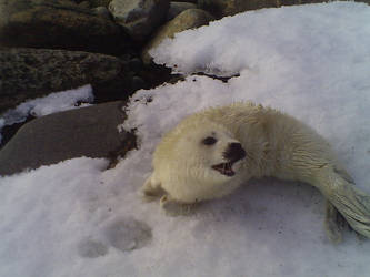 seal pup