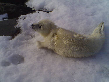 seal pup