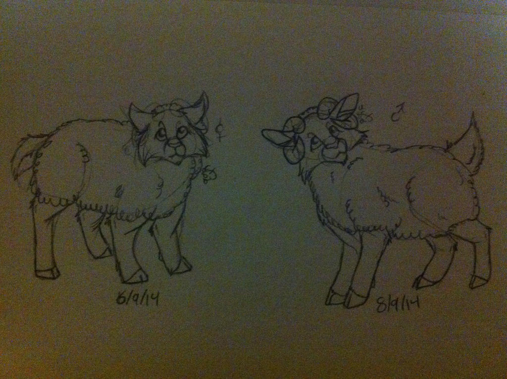 Sheep cat Hybrids