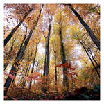Fall dots by Al-Baum