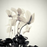 Warmth by Al-Baum