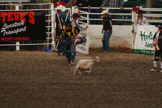 Mutton Busting