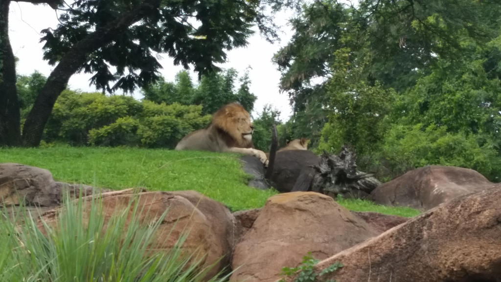 Real Life Simba by Wincks23 on DeviantArt