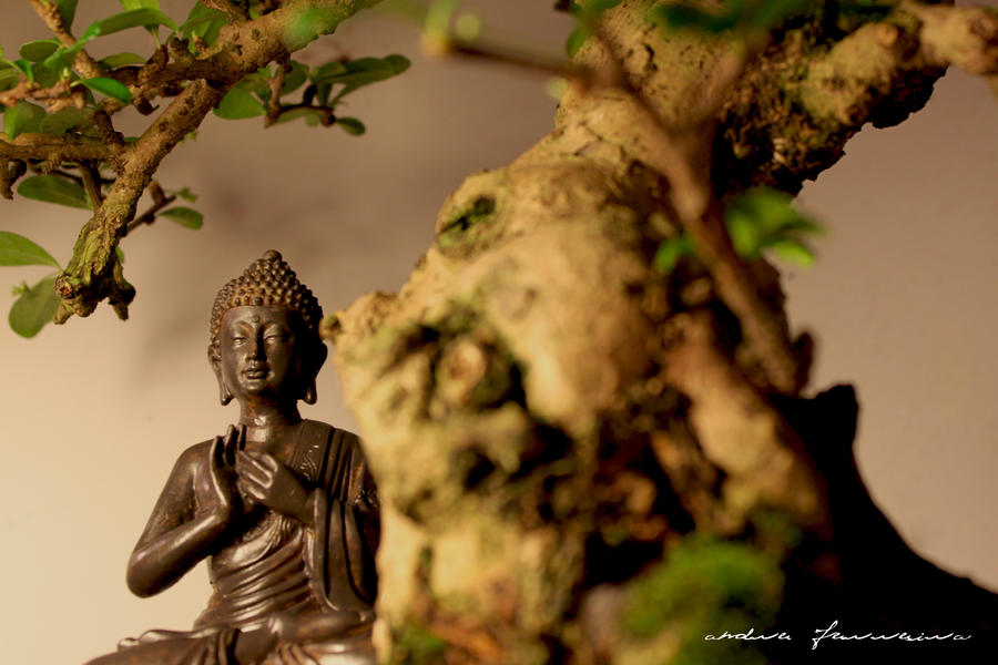 Buddha . Reflection