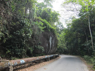 Rainforest Road