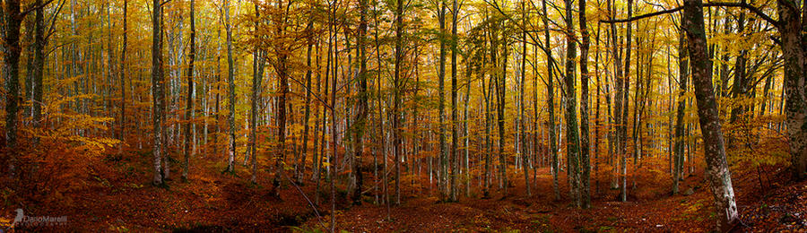 casentino forest