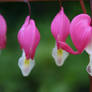 Bleeding hearts