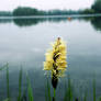 By the lake