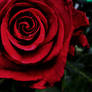 -Red-Rose-