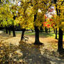 Autumn in the park 01