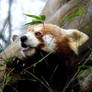 Red Panda