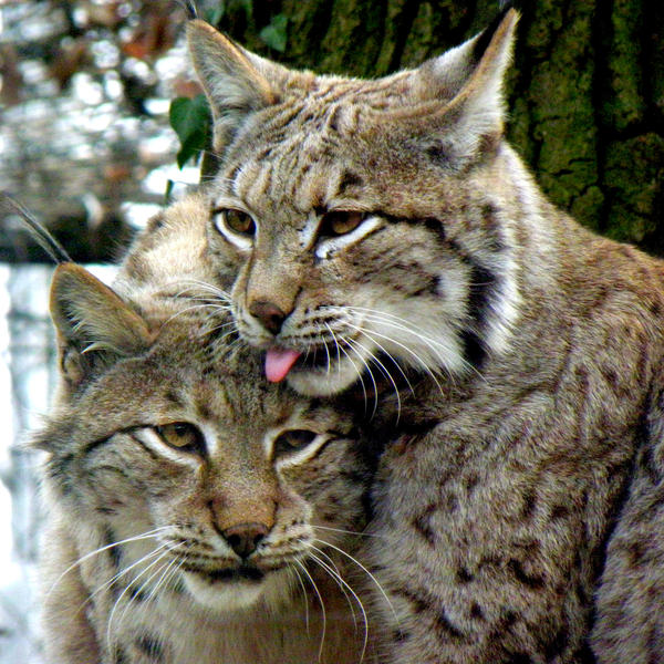 Lynx love