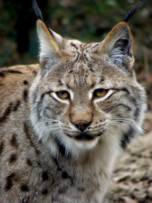 Lynx