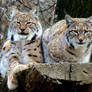 Lynx and Lynx