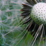 .:Dandelion:.