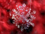 Snowflake macro 2 by Soche