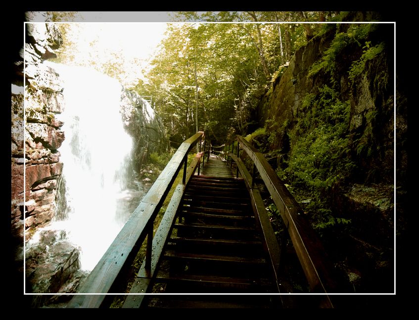 Walkway into the woods