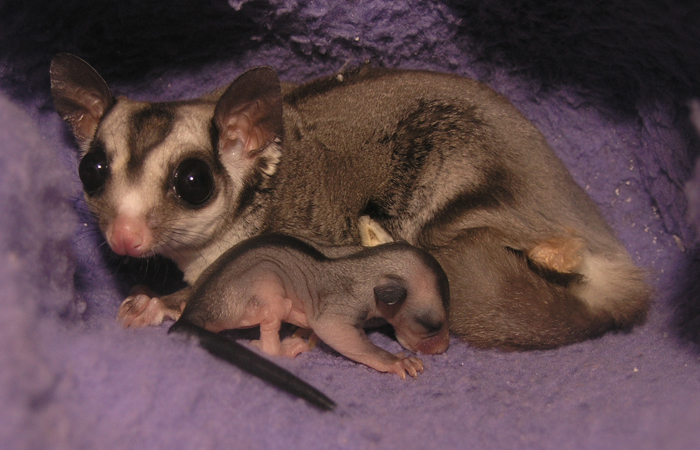 Sugar Glider Daddy and Baby