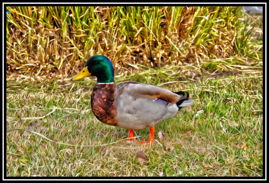 Oiled Mallard